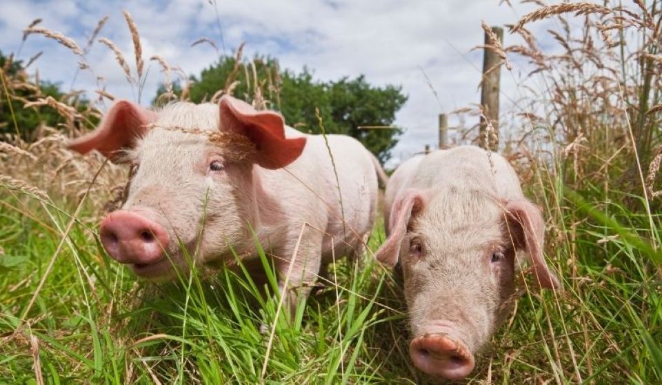 Giá heo hơi ngày 29/12/2025: Ổn định trên cả nước