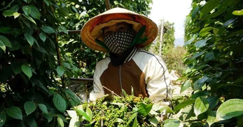 Giá nông sản ngày 30/12/2025: Cà phê đảo chiều giảm mạnh, hồ tiêu ổn định