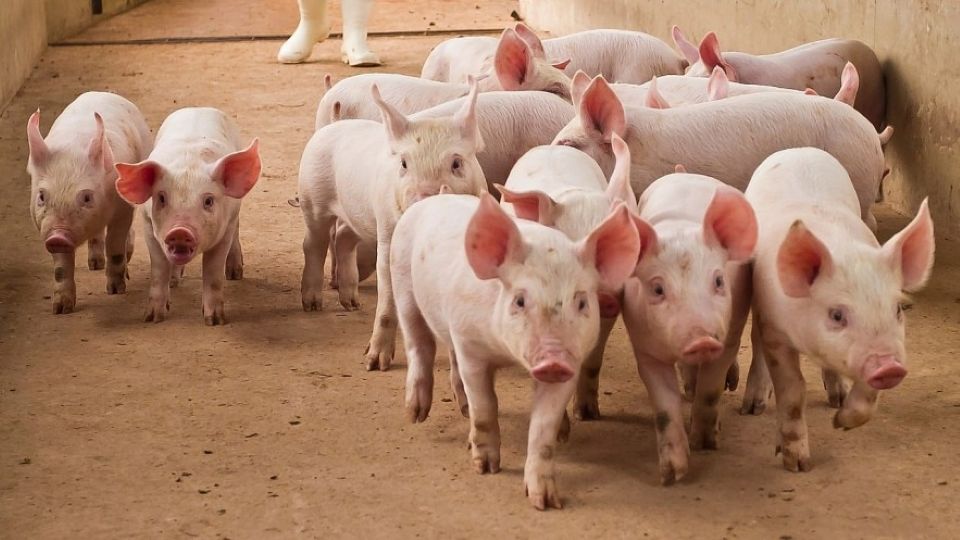 Giá heo hơi ngày 31/12/2025: Diễn biến trái chiều trên cả nước