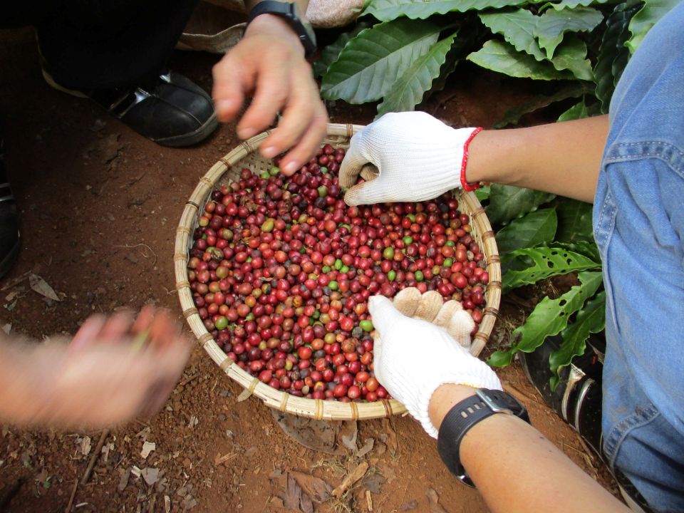 Giá nông sản ngày 31/12/2025: Cà phê tăng mạnh, hồ tiêu biến động trái chiều