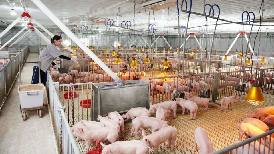 Giá heo hơi ngày 3/1/2026: Đi ngang tại cả ba miền