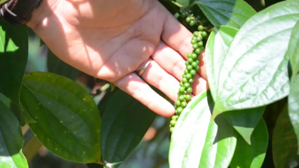 Giá nông sản ngày 4/1/2026: Cà phê tăng nhẹ, hồ tiêu tiếp tục ổn định