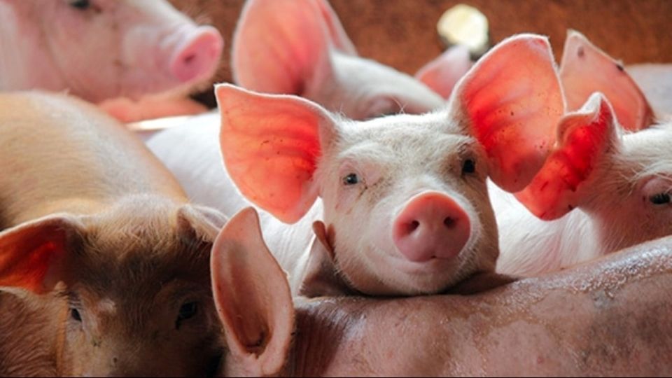 Giá heo hơi ngày 5/1/2026: Giảm nhẹ tại cả ba miền