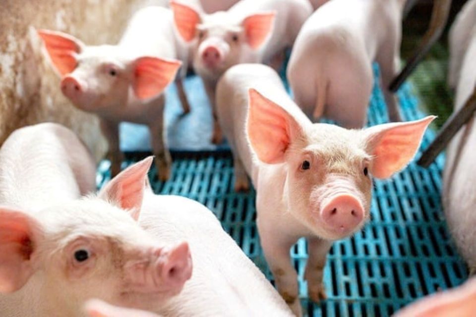 Giá heo hơi ngày 7/1/2026: Miền Bắc tăng mạnh, quay lại mốc 70.000 đồng/kg