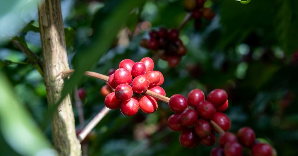 Giá nông sản ngày 8/1/2026: Cà phê và hồ tiêu cùng tăng