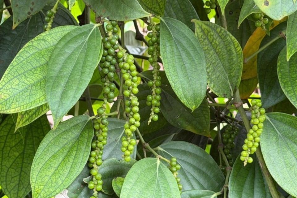 Giá nông sản ngày 9/1/2026: Cà phê giảm nhẹ, hồ tiêu ổn định