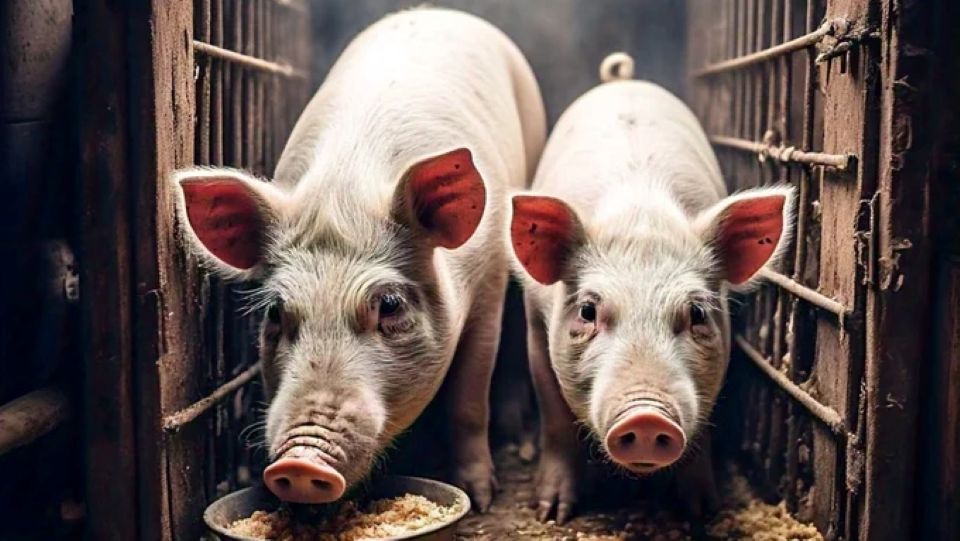 Giá heo hơi ngày 11/1/2026: Sẽ vượt mốc 75.000 đồng/kg?