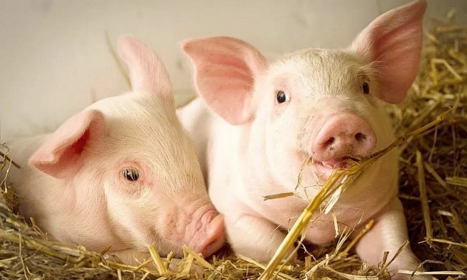 Giá heo hơi ngày 17/1/2026:Miền Bắc neo đỉnh 76.000 đồng/kg, miền Nam nhích nhẹ