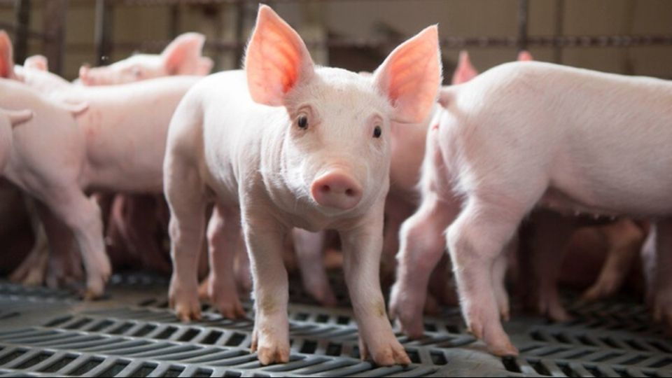 Giá heo hơi ngày 18/1/2026: Miền Bắc đồng loạt hạ nhiệt, miền Nam duy trì đà tăng nhẹ