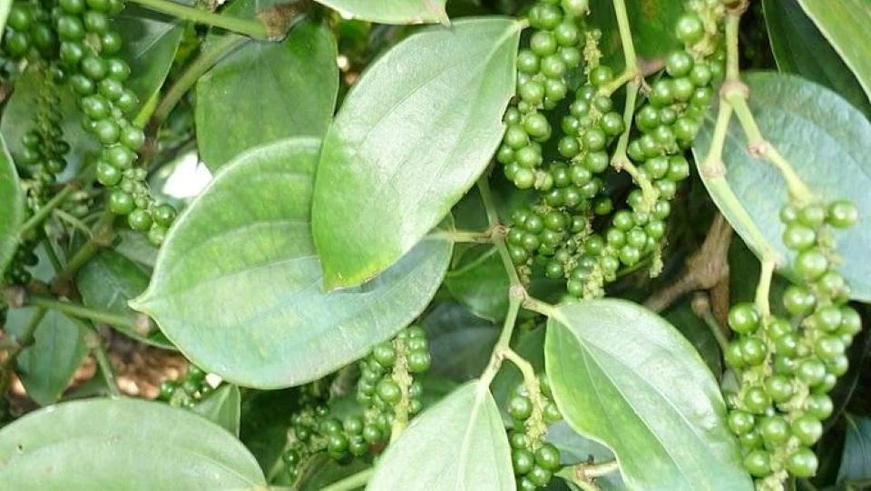 Giá nông sản ngày 18/1/2026: Cà phê và hồ tiêu cùng neo ở mức cao