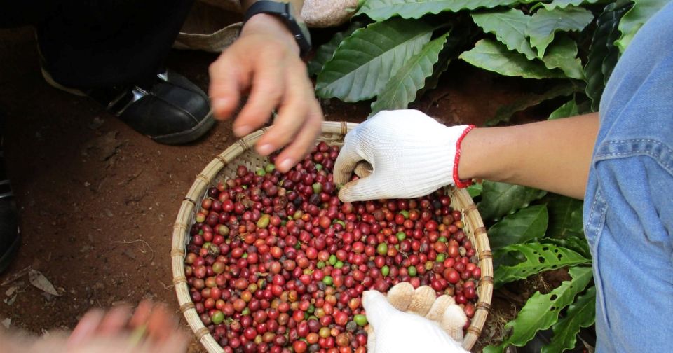 Giá nông sản ngày 19/1/2026: Cà phê và hồ tiêu cùng neo ở mốc cao