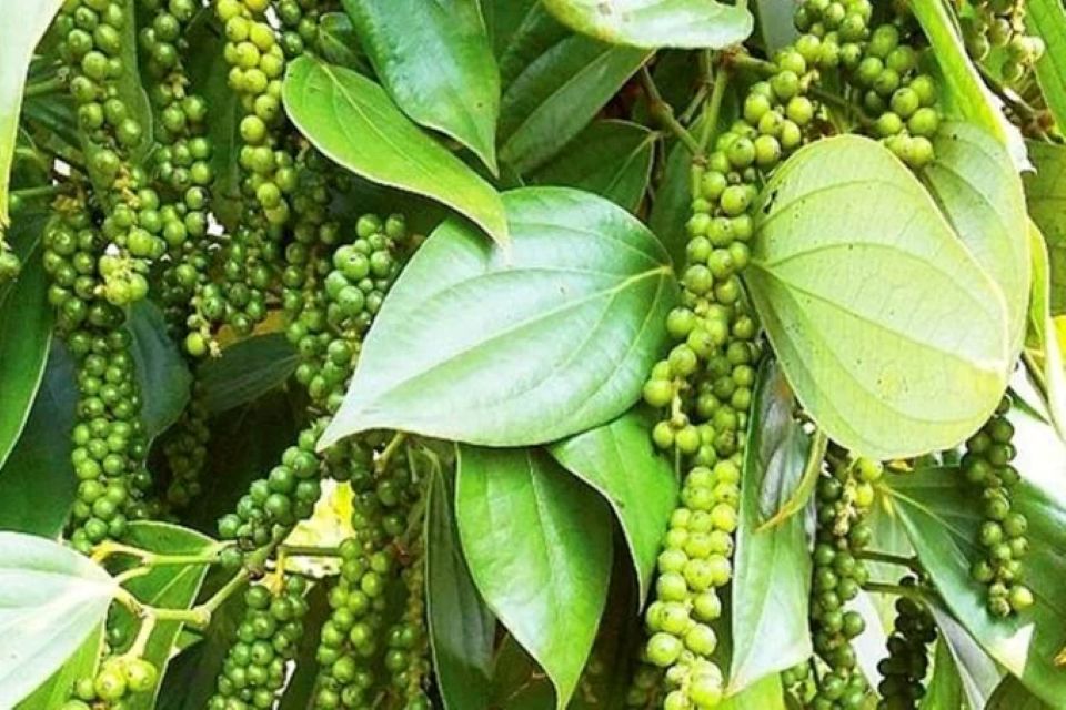 Giá nông sản ngày 20/1/2026: Cà phê ổn định ở mức cao, hồ tiêu "lặng sóng" chờ vụ mới