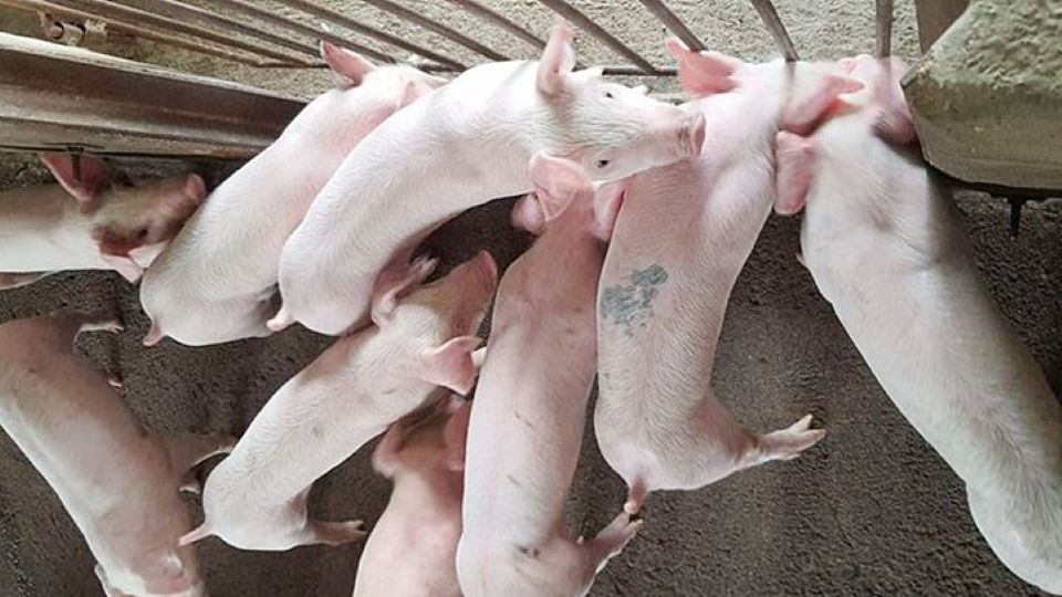 Giá heo hơi ngày 21/1/2026: Tăng đồng loạt, miền Bắc chạm ngưỡng 77.000 đồng/kg