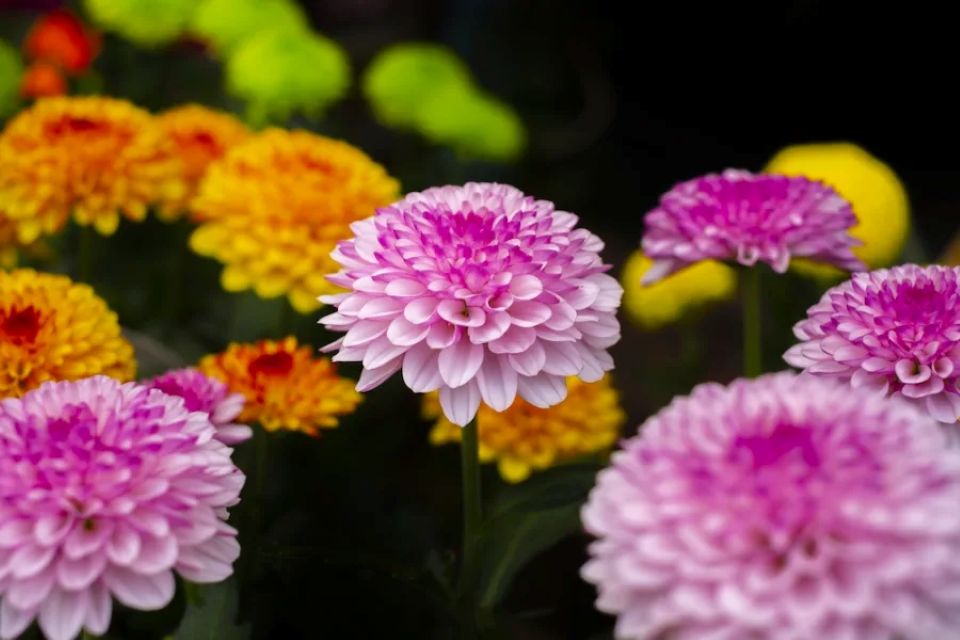 Tử vi ngày 22/1/2026 của 12 cung hoàng đạo: Công việc Ma Kết khá ổn định