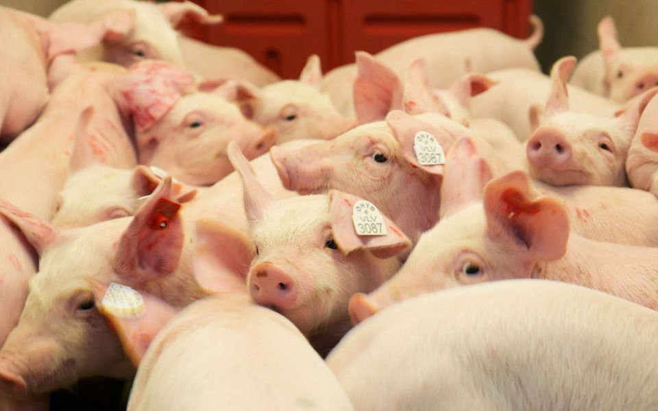 Giá heo hơi ngày 23/1/2026: Miền Bắc áp sát mốc 80.000 đồng/kg