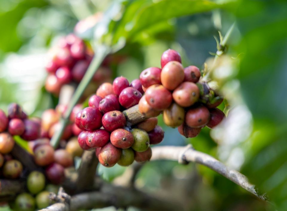 Giá nông sản ngày 23/1/2026: Cà phê chạm mốc 100.000 đồng/kg