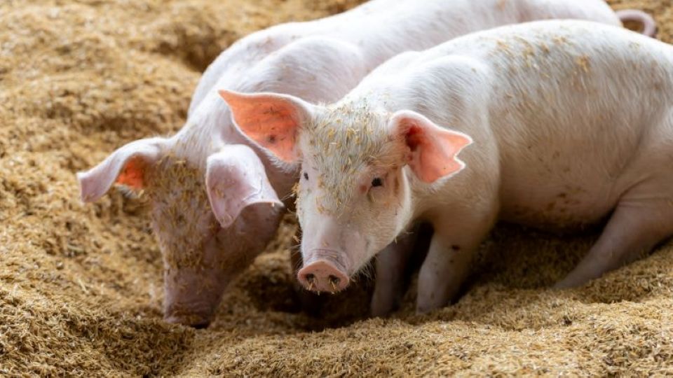 Giá heo hơi ngày 24/1/2026: Miền Bắc áp sát mốc 80.000 đồng/kg