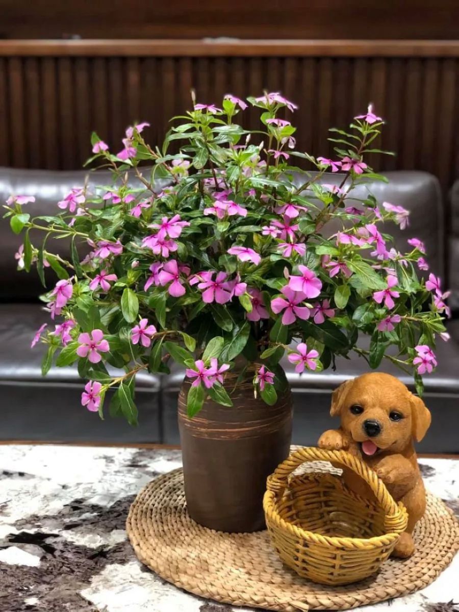 Tử vi ngày 25/1/2026 của 12 cung hoàng đạo: Sức khỏe của Sư Tử khá tốt