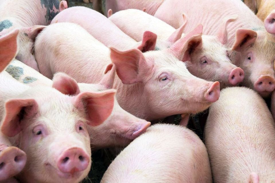 Giá heo hơi ngày 25/1/2026: Duy trì đà tăng mạnh, miền Bắc chạm mốc 80.000 đồng/kg