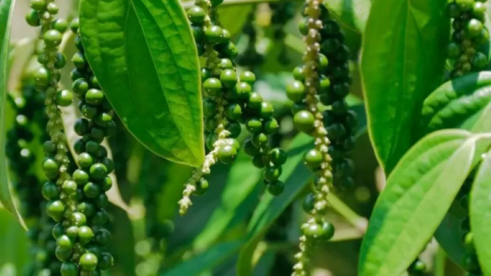 Giá nông sản ngày 25/1/2026: Cà phê bật tăng mạnh, hồ tiêu neo ở mốc cao