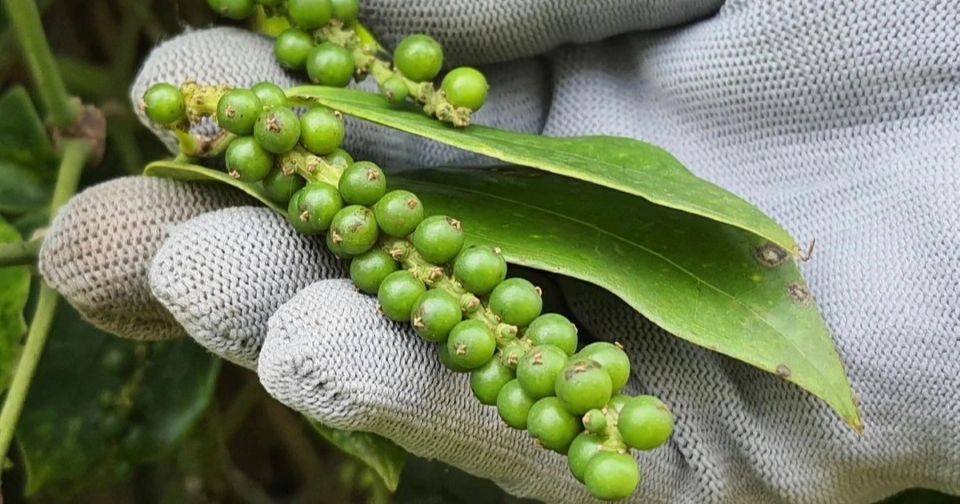 Giá nông sản ngày 26/1/2026: Cà phê và hồ tiêu neo ở mức cao