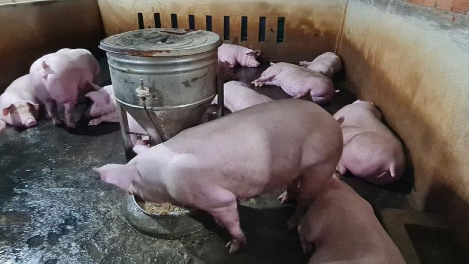 Giá heo hơi ngày 27/1/2026: Miền Bắc đồng loạt chạm mốc 80.000 đồng/kg