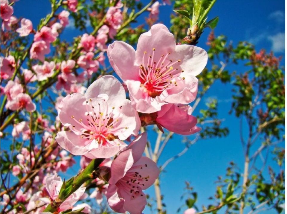 Bí quyết chăm sóc cây đào, cành đào tươi lâu ngày Tết