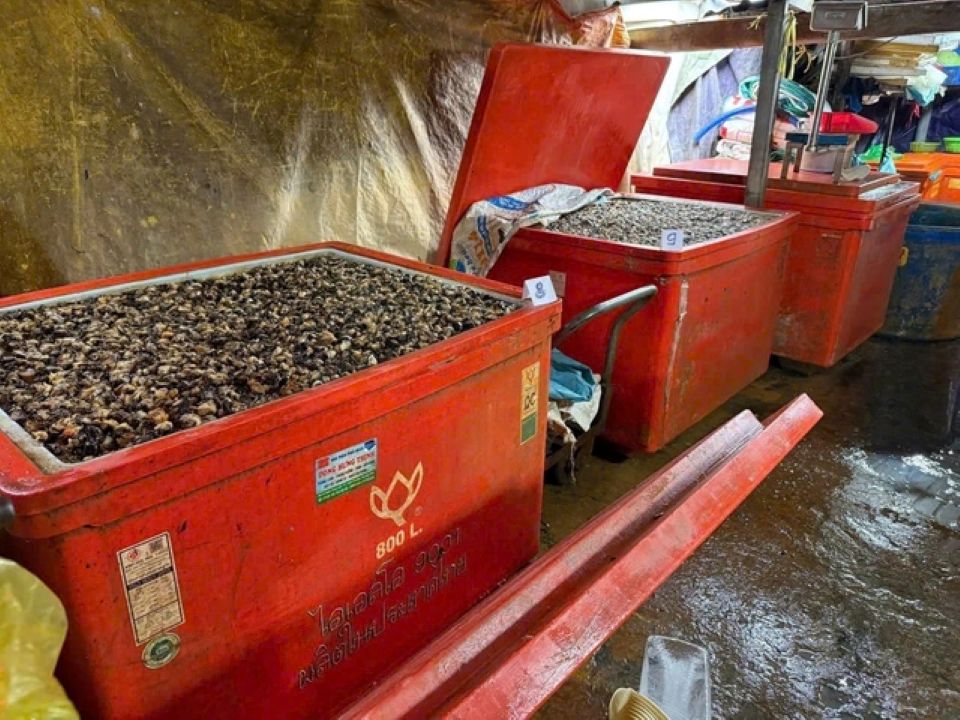 Triệt phá đường dây sơ chế, tiêu thụ thịt ốc bươu ngâm hóa chất công nghiệp với quy mô lớn