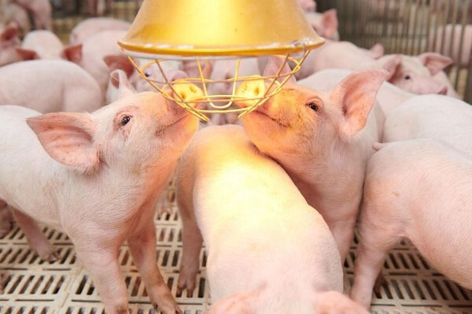 Giá heo hơi ngày 28/1/2026: Miền Bắc vượt ngưỡng 80.000 đồng/kg