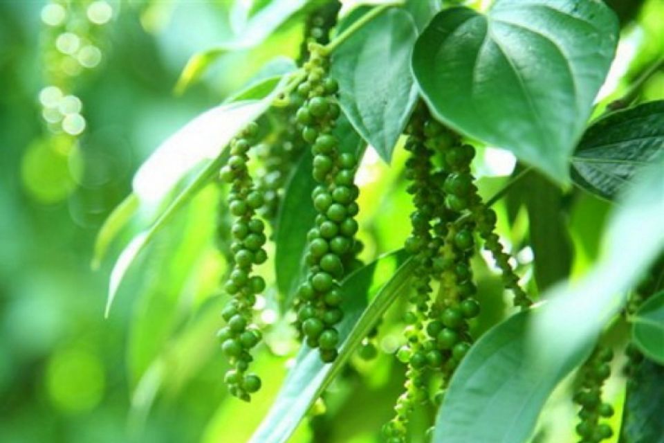 Giá nông sản ngày 28/1/2026: Cà phê và hồ tiêu đồng loạt tăng giá