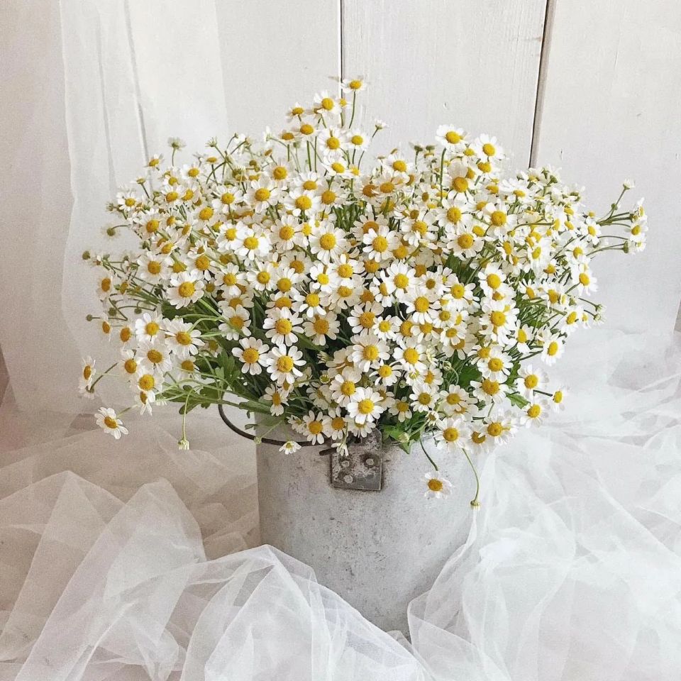 Tử vi ngày 29/1/2026 của 12 cung hoàng đạo: Tài chính của Bọ Cạp có dấu hiệu cải thiện