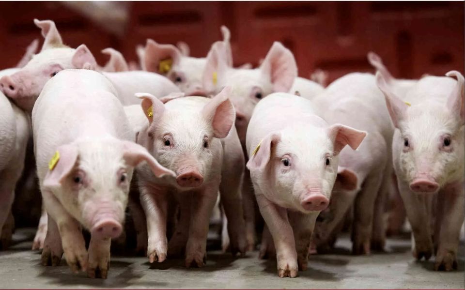 Giá heo hơi ngày 29/1/2026: Giảm nhẹ tại miền Bắc và miền Trung - Tây Nguyên
