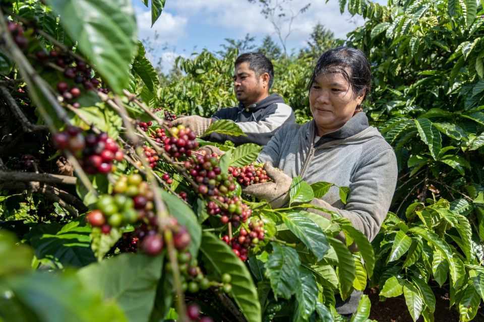 Giá nông sản ngày 29/1/2026: Cà phê tăng nhẹ, hồ tiêu đi ngang