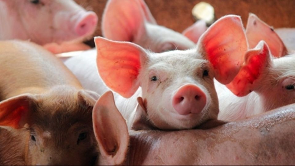 Giá heo hơi ngày 31/1/2026: Tăng giảm trái chiều trên cả nước