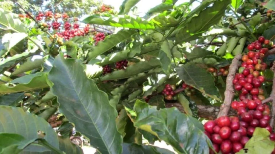 Giá nông sản ngày 31/1/2026: Cà phê phục hồi nhẹ, hồ tiêu biến động trái chiều