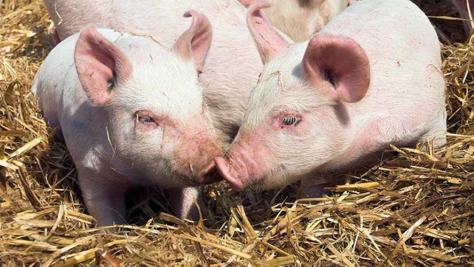 Giá heo hơi ngày 1/2/2026: Tiếp tục biến động trái chiều