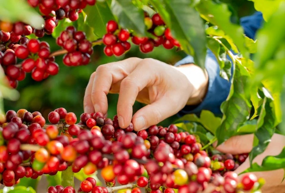 Giá nông sản ngày 1/2/2026: Cà phê tiếp tục giảm, hồ tiêu duy trì ổn định