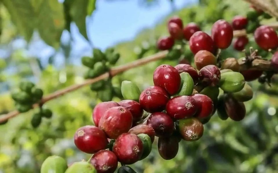 Giá nông sản ngày 2/2/2026: Cà phê giữ giá, hồ tiêu neo cao kỷ lục