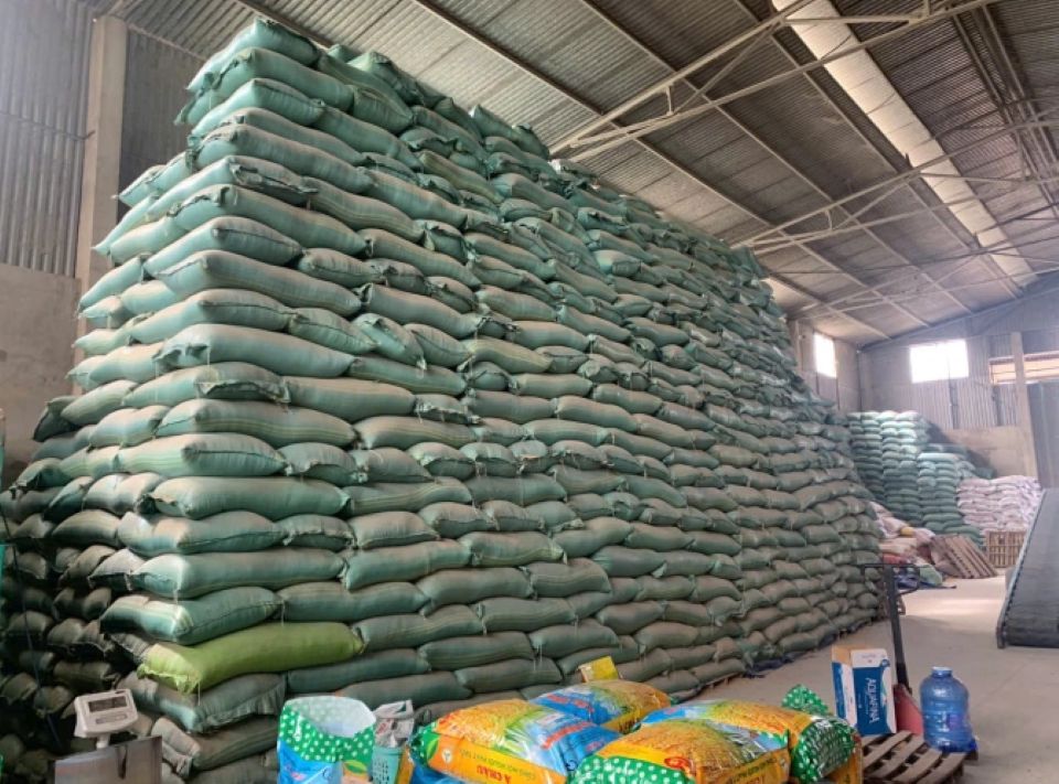 Bắt tạm giam Giám đốc công ty nông nghiệp sản xuất lúa giống giả