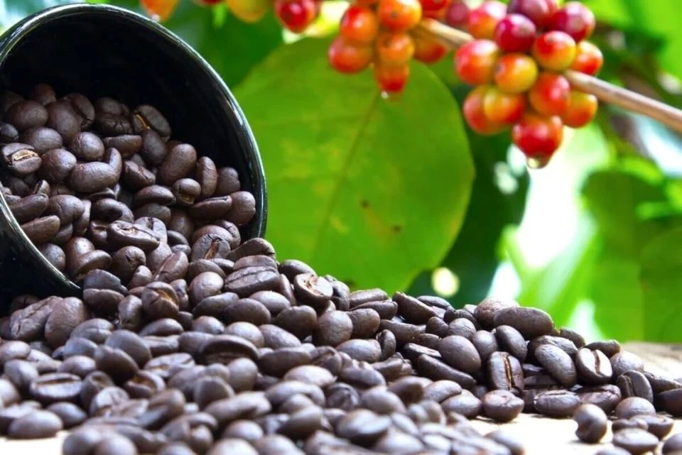Giá nông sản ngày 5/2/2026: Cà phê giảm mạnh, hồ tiêu đi ngang
