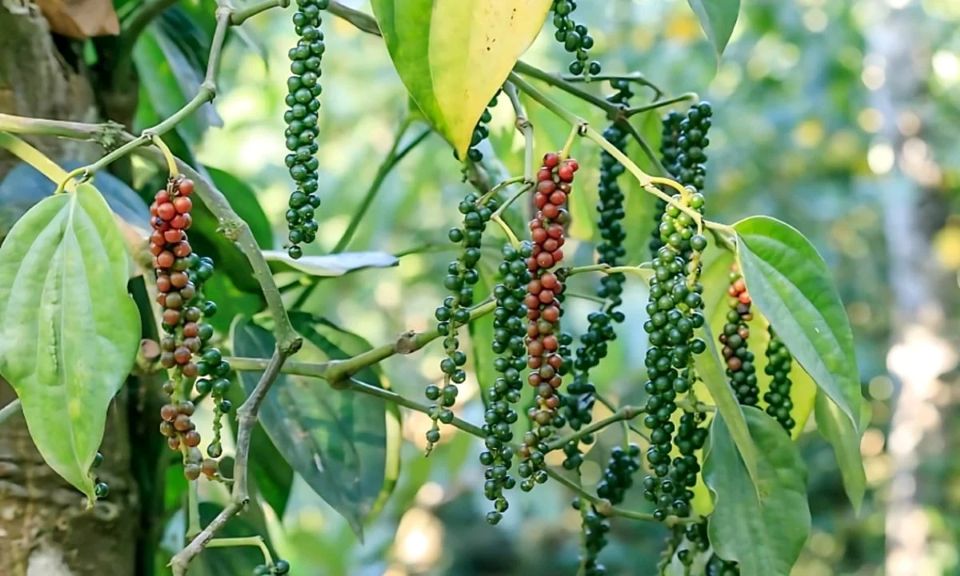 Giá nông sản ngày 7/2/2026: Cà phê bất ngờ tăng, hồ tiêu đồng loạt giảm