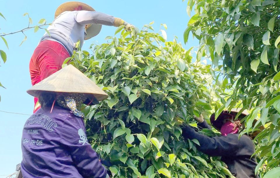 Giá nông sản ngày 8/2/2026: Cà phê và hồ tiêu đồng loạt giảm