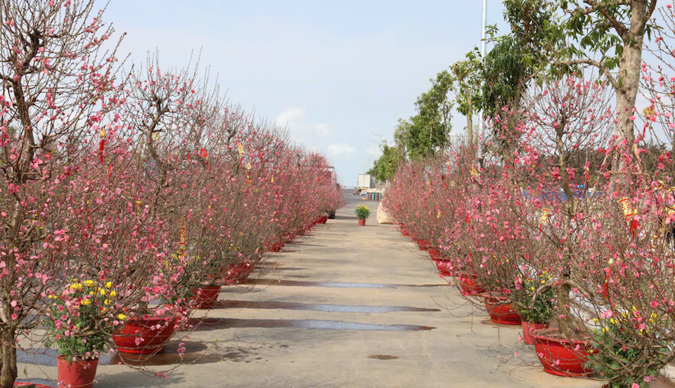 Ngắm khinh khí cầu, check-in mai cổ thụ 150 tuổi: Trải nghiệm Tết "có một không hai" tại Cần Giờ