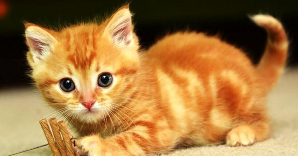 Con số may mắn tài lộc ngày 10/2/2026 của 12 con giáp