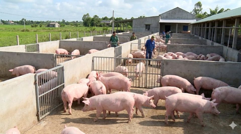 Giá heo hơi ngày 9/2/2026: Đồng loạt hạ nhiệt trên diện rộng