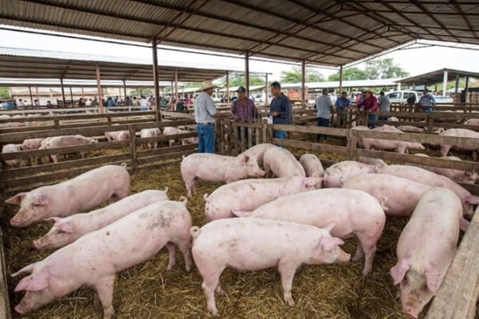 Giá heo hơi ngày 10/2/2026: Duy trì ổn định trên cả nước