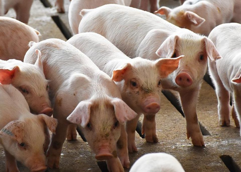 Giá heo hơi ngày 11/2/2026: Tiếp tục giữ mức cao