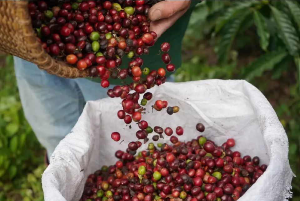 Giá nông sản ngày 11/2/2026: Cà phê tiếp tục tăng, hồ tiêu duy trì ổn định