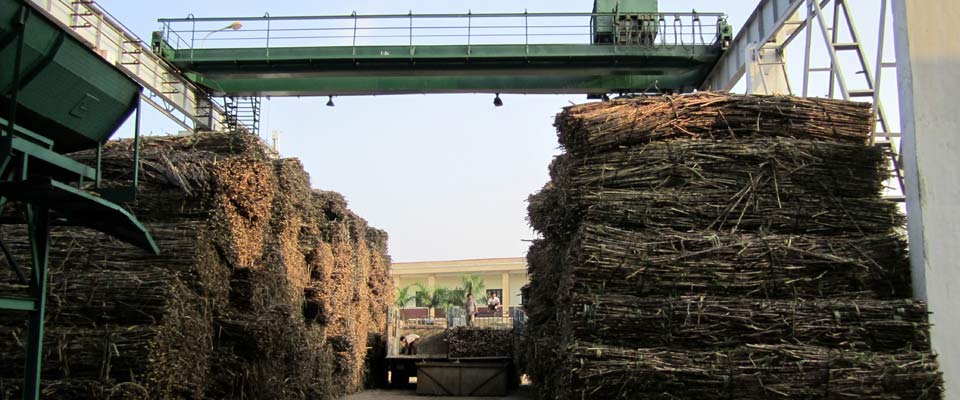 Hàng loạt báo cáo "mất tích" tại Mía đường Sơn Dương, doanh nghiệp bị phạt nặng