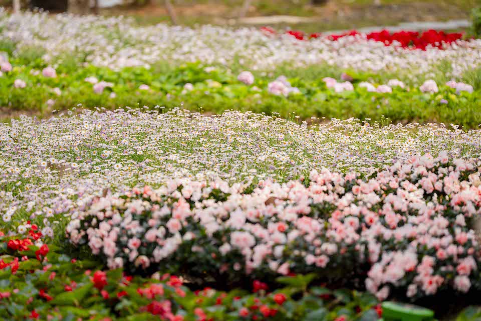 Công viên số 1 Lý Thái Tổ: Sự giao thoa giữa di sản biệt thự cổ và không gian chữa lành hiện đại